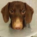 아지동물병원 이미지