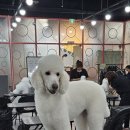 춘천애견미용학원 이미지