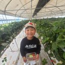 이태훈태권도 | 🍓 도산동 송정동 딸기밭 체험｜이태훈태권도 아이들 리얼 후기