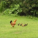 당당한 삶 이미지