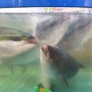 뉴해모수 이미지