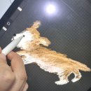 반이크(Baniik) | 성공적인 반려동물 베이커리 네이밍, 브랜드디자인 과정