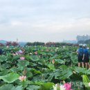 연꽃테마파크 이미지