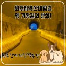 원주강아지산책 하기 좋은 원주치악산바람길 조명도 너무 예뻐요