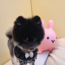 도그-in 하우스 이미지