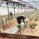 한림농장 이미지