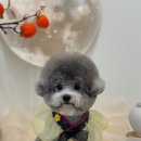 위드뚜뚜 네이버블로그
