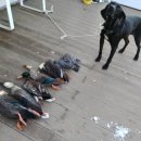 비내섬의 아침 이미지