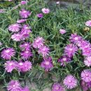 시골나들이 이미지