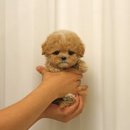 퍼피 비비드 이미지