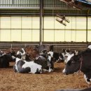 금와목장 이미지