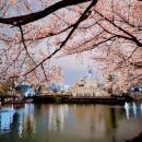 벚꽃화장실 이미지