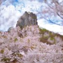 자은시루봉 등산로(자은초교내) | 봄 산행 명소 5, 진해 시루봉에서 웅산까지, 구름 위를 걷는 듯한 벚꽃 능선길 산행 후기