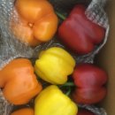 빈농장 | 신선하고 아삭한 부빈농장 파프리카 리뷰