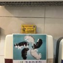청솔닭갈비