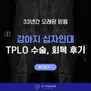 에스티 비숑프리제 | 순천 동물병원 강아지 십자인대 TPLO 수술 회복 후기