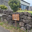 보롬제주 | [제주/동쪽] 보롬왓 :: 26.05.02 방문솔직후기 + 카페 이용기 (열무꽃,청보리,유채,튤립..)