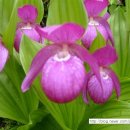 복 농장 이미지