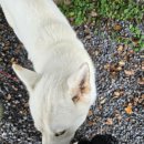 스테이만디 이미지