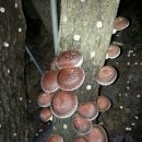 다락골농장 이미지