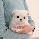 울산 강아지분양 미유펫 | 울산강아지분양 미유펫으로