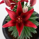 나리반점 이미지