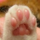 고양이 발바닥 브런치