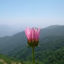 구절초 이미지