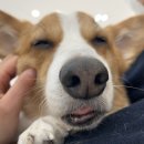 메이동물병원 이미지