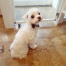 The 예쁘개 이미지