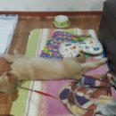 하늘아래 첫동네 꿩밭 이미지