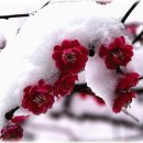 이쁘지요 이미지