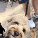 사랑아멍멍해 이미지