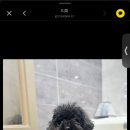 이쁘당개 네이버블로그