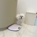 살롱드멍뭉 이미지