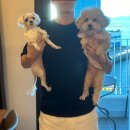 안도리화장실 | 여수 애견동반 여행🐶(유탑마리나 호텔, 진남횟집, 몽돌해수욕장)