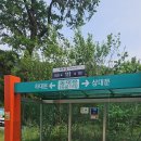 시무나무 고목 800년보호수 이미지