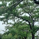 전이 좋아 이미지