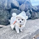 강아지클럽 이미지