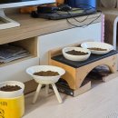 어화둥둥 내강아지 | 2026.01.13. [치아흡수병변, 건강검진] 13살 건장 고양이 뾰니 기록