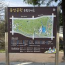 학고개육교밑 | 분당 | 중앙공원 벚꽃 실시간 상황 (피크닉 장소, 포토스팟 주민 추천)