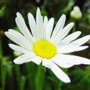마가렛20