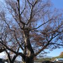 구례의길(지리산둘레길) 이미지