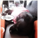 밍밍의 유럽 100배 헤매기 - 41편 밍밍 뚜에게 머리를 내어맡기다..&#34;뚜 영구만 만들지 말아줘~~&#34; 이미지