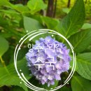 CU 양산햇살점 | [양산시] 걷기 좋은 양주누리길 '수국' 개화상황 실시간 2026.06.20