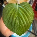 2766 | 수원 호매실 꼼장어 추천, 노포 감성 가득한 해남집 솔직후기