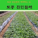 토종흰민들레식품 이미지