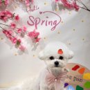 오늘도  고마워 | 서울 동작구 보라매 애견미용 고마워강아지 추천 후기