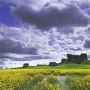 쑥밭1천 이미지