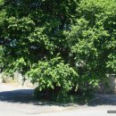 상학돌담길마을 이미지